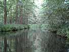 Schwaanhavel