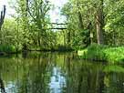 Schwaanhavel