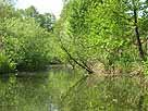 Schwaanhavel