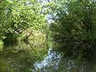 Schwaanhavel
