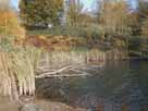 Stixgensee – Totholz im nördlichen Bereich des Sees