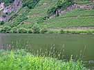 Mosel