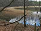 Lindesee – reiche Schilfbestände am nordwestlichen Seeufer
