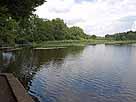 Guggenhauser Weiher – Blick auf den nördlichen Uferbereich