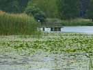 Großer Klietzer See – üppige Vegetation am Ostufer