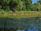 Großer Klietzer See – geschlossene Vegetation im Norden des Sees