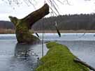 Kleiner Strubensee – gefallener Baumriese